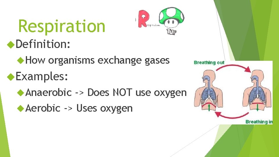 Respiration Definition: How organisms exchange gases Examples: Anaerobic -> Does NOT use oxygen Aerobic