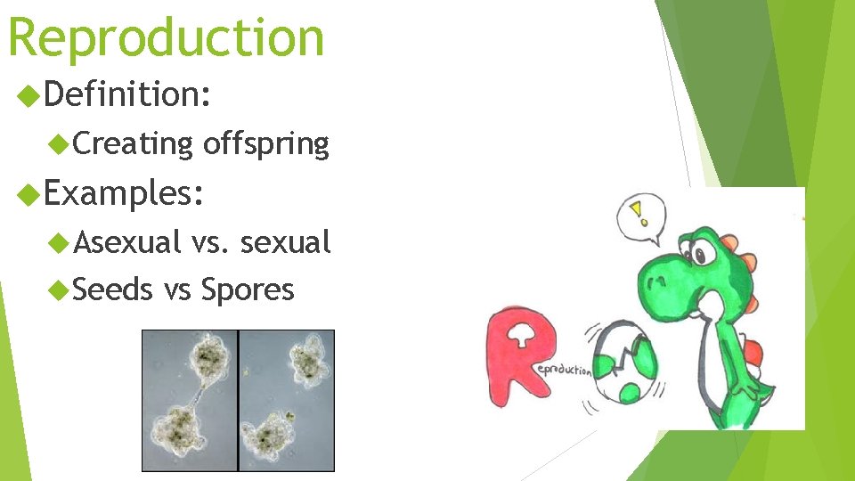 Reproduction Definition: Creating offspring Examples: Asexual vs. sexual Seeds vs Spores 