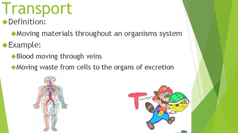 Transport Definition: Moving materials throughout an organisms system Example: Blood moving through veins Moving