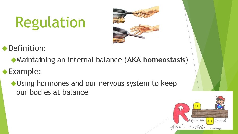 Regulation Definition: Maintaining an internal balance (AKA homeostasis) Example: Using hormones and our nervous