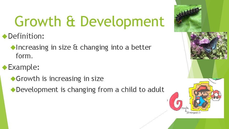 Growth & Development Definition: Increasing in size & changing into a better form. Example: