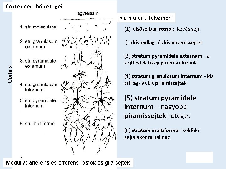 Cortex cerebri rétegei pia mater a felszínen (1) elsősorban rostok, kevés sejt Corte x