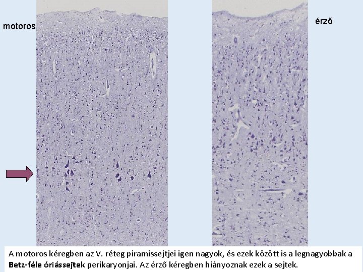 motoros érző A motoros kéregben az V. réteg piramissejtjei igen nagyok, és ezek között