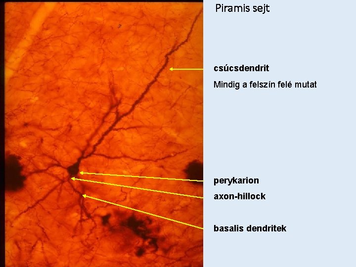 Piramis sejt csúcsdendrit Mindig a felszín felé mutat perykarion axon-hillock basalis dendritek 