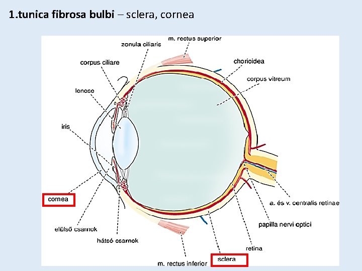 1. tunica fibrosa bulbi – sclera, cornea 