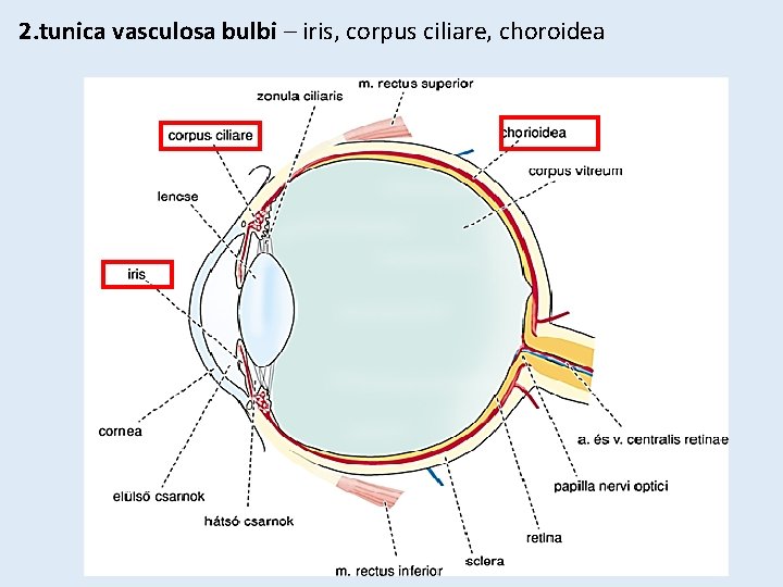 2. tunica vasculosa bulbi – iris, corpus ciliare, choroidea 