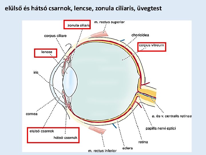 elülső és hátsó csarnok, lencse, zonula ciliaris, üvegtest 