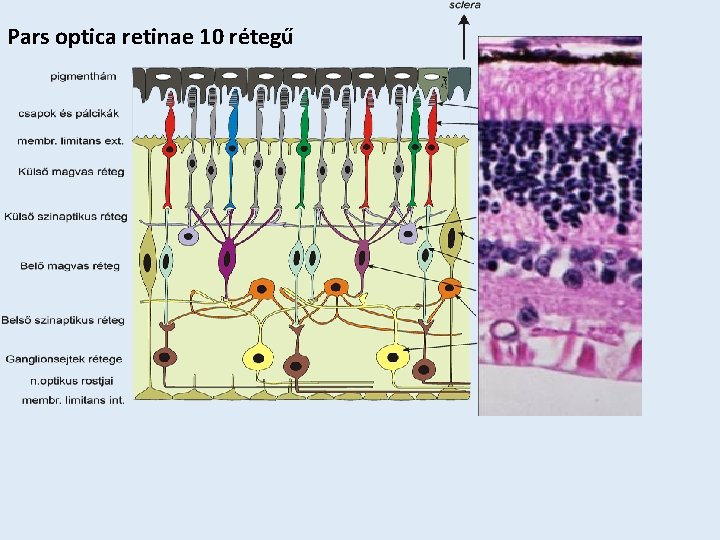 Pars optica retinae 10 rétegű 