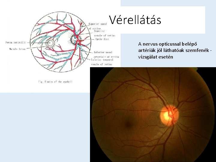 Vérellátás A nervus opticussal belépő artériák jól láthatóak szemfenék vizsgálat esetén 