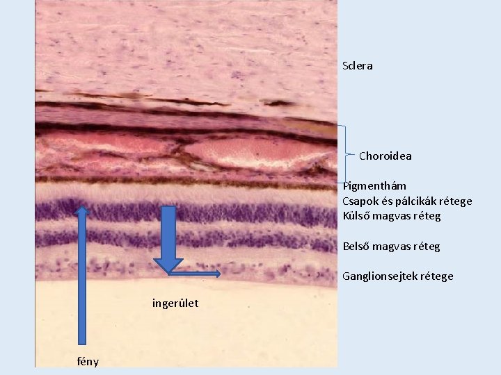 Sclera Choroidea Pigmenthám Csapok és pálcikák rétege Külső magvas réteg Belső magvas réteg Ganglionsejtek