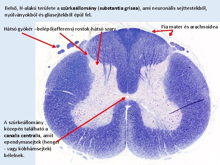 Belső, H-alakú területe a szürkeállomány (substantia grisea), ami neuronális sejttestekből, nyúlványokból és gliasejtekből épül