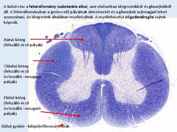 A külső rész a fehérállomány (substantia alba), ami elsősorban idegrostokból és gliasejtekből áll. A