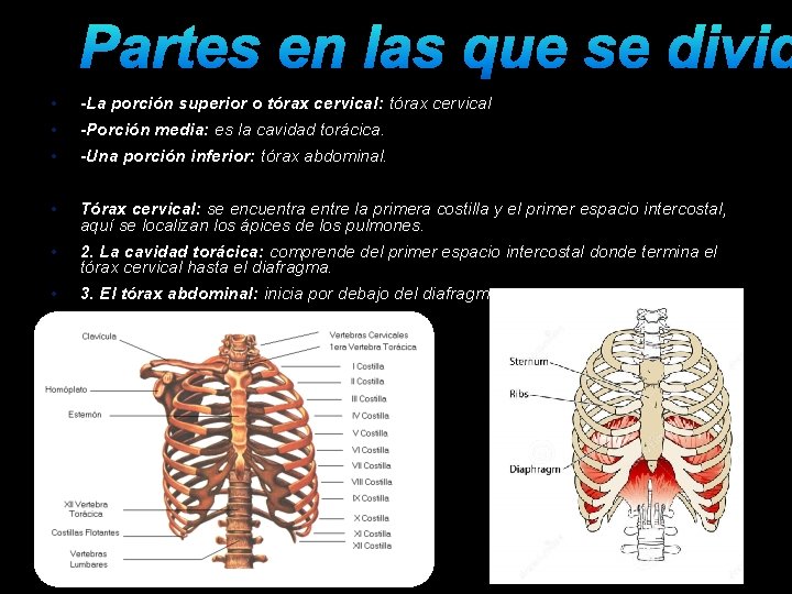 Partes en las que se divid • -La porción superior o tórax cervical: tórax