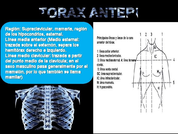 TORAX ANTERIOR Región: Supraclavicular, mamaria, región de los hipocondrios, esternal. Línea media anterior (Medio