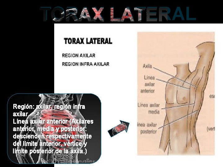 TORAX LATERAL Región: axilar, región infra axilar. Línea axilar anterior (Axilares anterior, media y