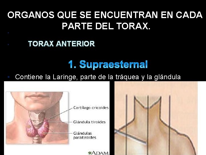 ORGANOS QUE SE ENCUENTRAN EN CADA PARTE DEL TORAX. • • TORAX ANTERIOR • ORGANOS QUE SE ENCUENTRAN EN CADA PARTE DEL TORAX. • • TORAX ANTERIOR •