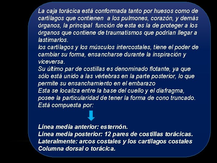 La caja torácica está conformada tanto por huesos como de cartílagos que contienen a La caja torácica está conformada tanto por huesos como de cartílagos que contienen a