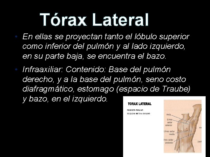 Tórax Lateral • En ellas se proyectan tanto el lóbulo superior como inferior del