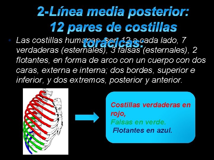  • Las costillas humanas son 12 a cada lado, 7 verdaderas (esternales), 3