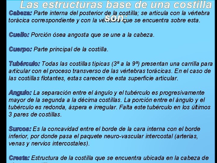 Las estructuras base de una costilla Cabeza: Parte interna del posterior de la costilla;