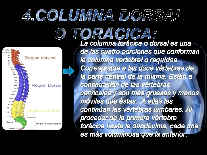 La columna torácica o dorsal es una de las cuatro porciones que conforman la La columna torácica o dorsal es una de las cuatro porciones que conforman la