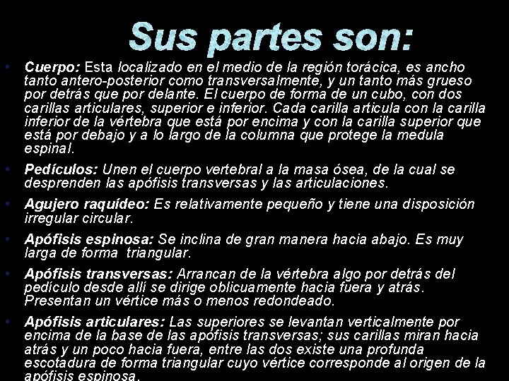 Sus partes son: • Cuerpo: Esta localizado en el medio de la región torácica, Sus partes son: • Cuerpo: Esta localizado en el medio de la región torácica,