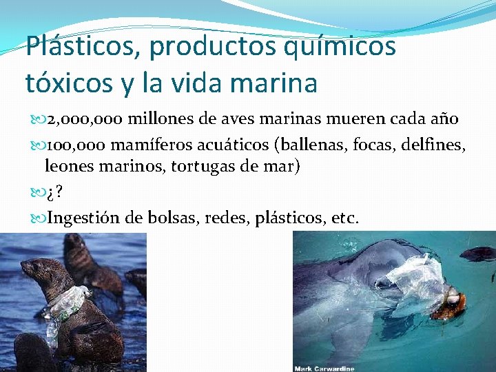 Plásticos, productos químicos tóxicos y la vida marina 2, 000 millones de aves marinas