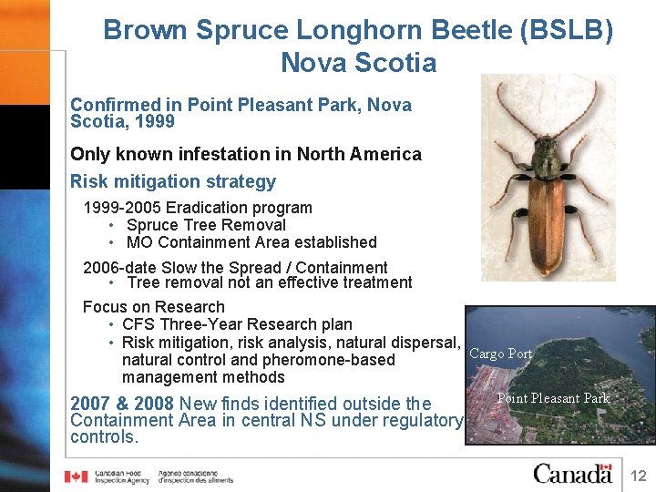 Brown Spruce Longhorn Beetle (BSLB) Nova Scotia Confirmed in Point Pleasant Park, Nova Scotia,