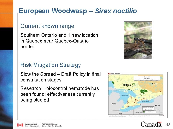 European Woodwasp – Sirex noctilio Current known range Southern Ontario and 1 new location