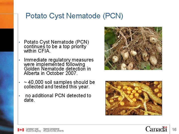 Potato Cyst Nematode (PCN) • Potato Cyst Nematode (PCN) continues to be a top