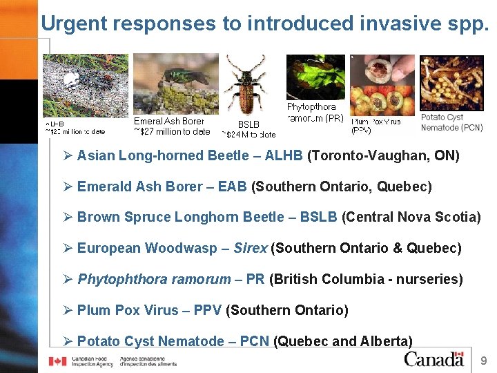 Urgent responses to introduced invasive spp. Ø Asian Long-horned Beetle – ALHB (Toronto-Vaughan, ON)