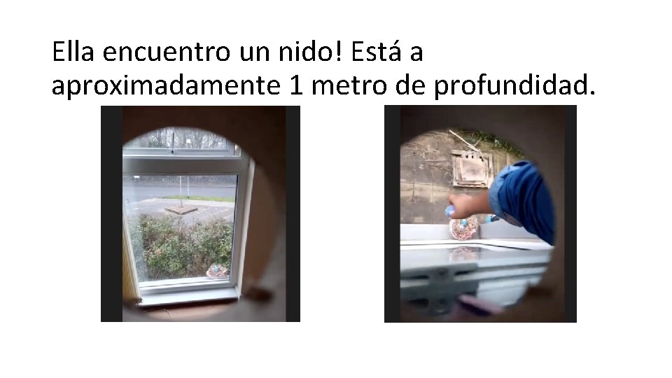 Ella encuentro un nido! Está a aproximadamente 1 metro de profundidad. 