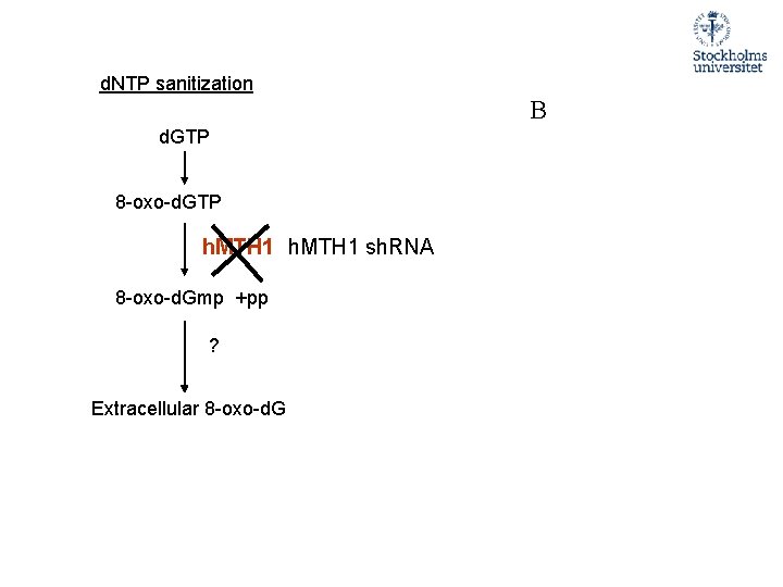 d. NTP sanitization B d. GTP 8 -oxo-d. GTP h. MTH 1 sh. RNA