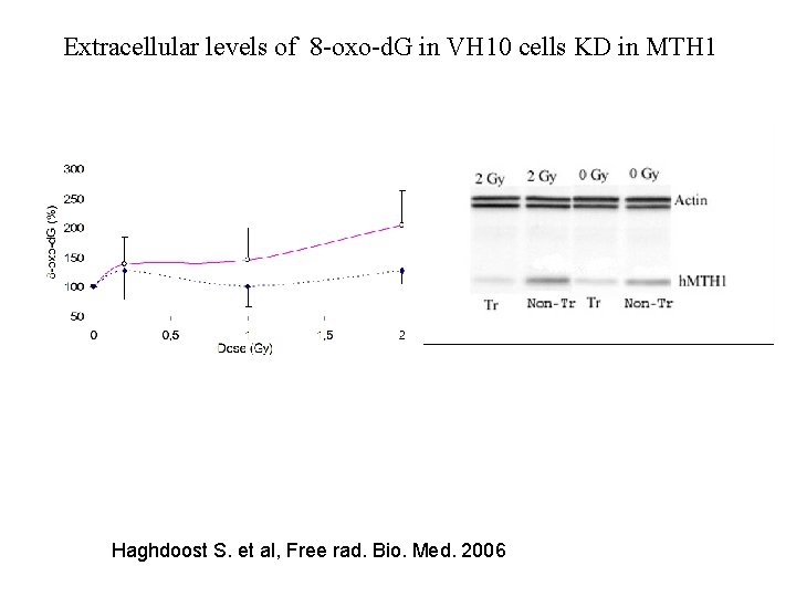 Extracellular levels of 8 -oxo-d. G in VH 10 cells KD in MTH 1