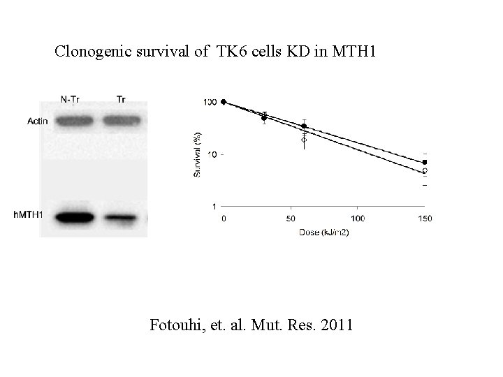 Clonogenic survival of TK 6 cells KD in MTH 1 Fotouhi, et. al. Mut.