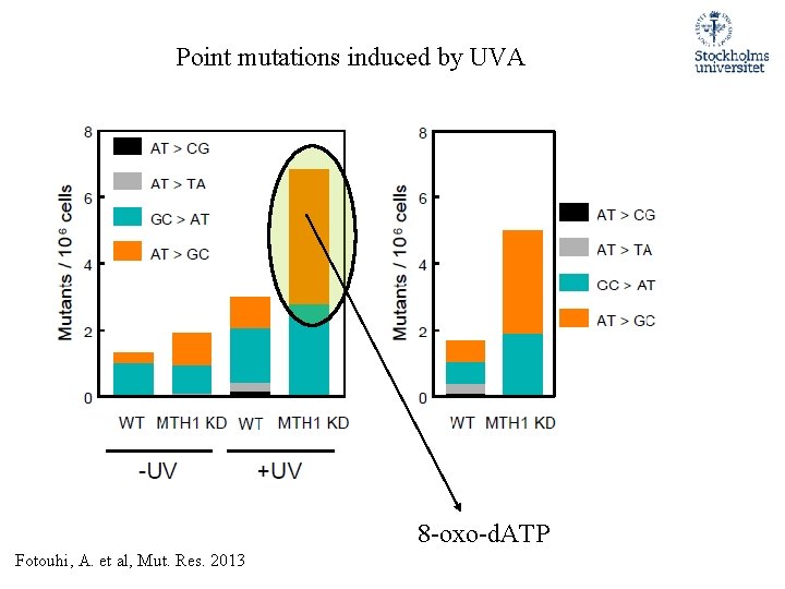 Point mutations induced by UVA 8 -oxo-d. ATP Fotouhi, A. et al, Mut. Res.