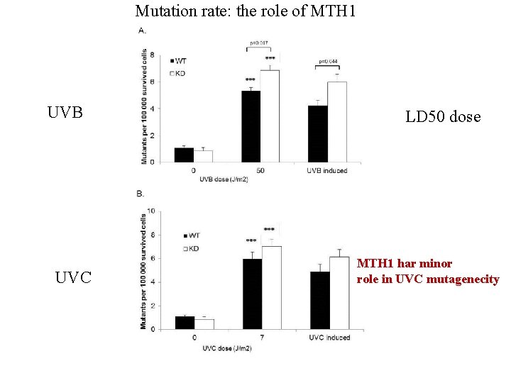 Mutation rate: the role of MTH 1 UVB UVC LD 50 dose MTH 1