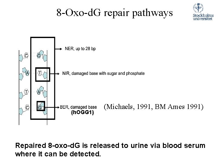 8 -Oxo-d. G repair pathways (h. OGG 1) (Michaels, 1991, BM Ames 1991) Repaired