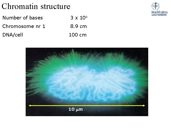 Chromatin structure Number of bases 3 x 109 Chromosome nr 1 8. 9 cm