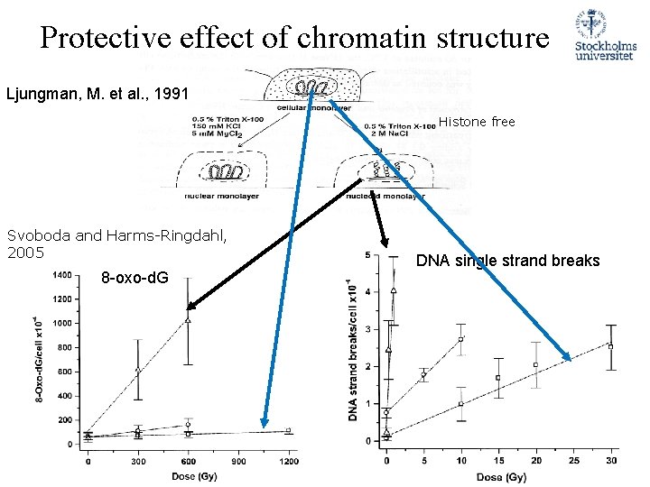 Protective effect of chromatin structure Ljungman, M. et al. , 1991 Histone free Svoboda