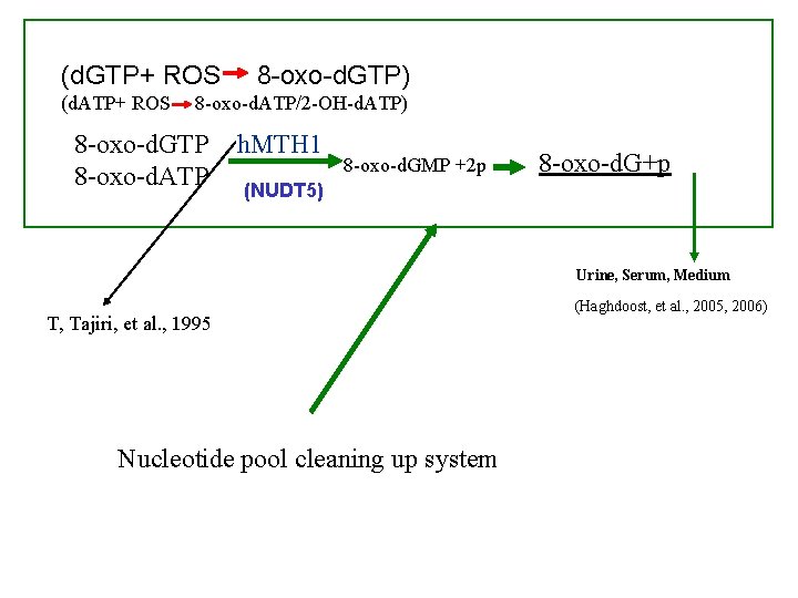 (d. GTP+ ROS (d. ATP+ ROS 8 -oxo-d. GTP) 8 -oxo-d. ATP/2 -OH-d. ATP)