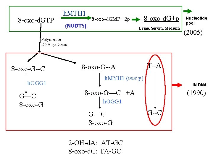 8 -oxo-d. GTP h. MTH 1 8 -oxo-d. G+p 8 -oxo-d. GMP +2 p