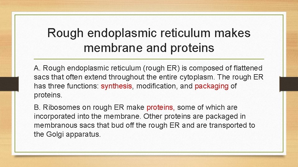 Rough endoplasmic reticulum makes membrane and proteins A. Rough endoplasmic reticulum (rough ER) is