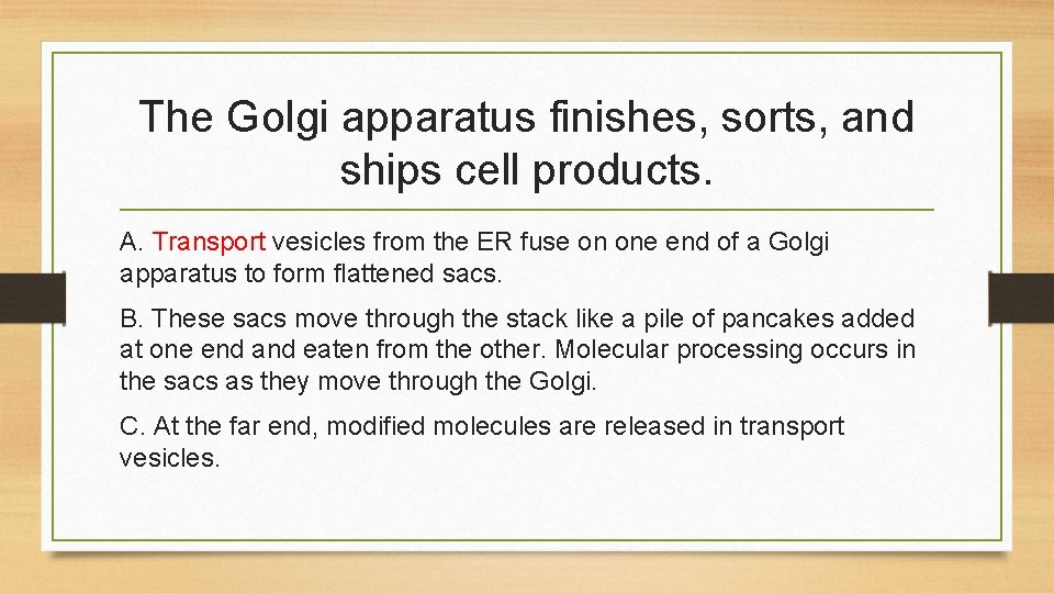 The Golgi apparatus finishes, sorts, and ships cell products. A. Transport vesicles from the