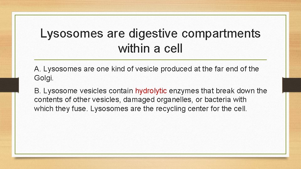 Lysosomes are digestive compartments within a cell A. Lysosomes are one kind of vesicle