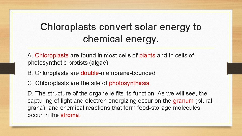 Chloroplasts convert solar energy to chemical energy. A. Chloroplasts are found in most cells