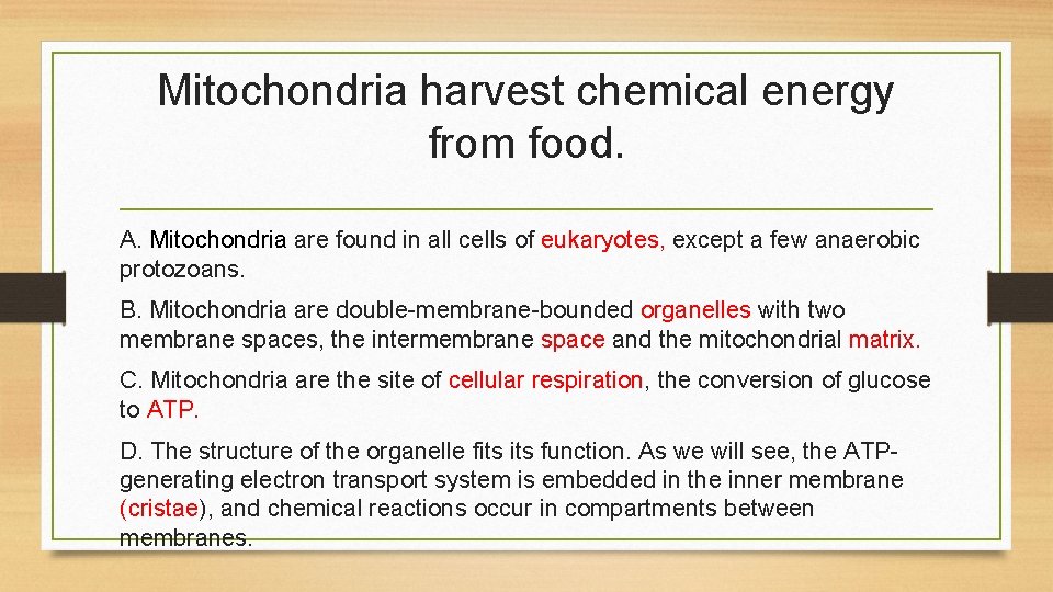 Mitochondria harvest chemical energy from food. A. Mitochondria are found in all cells of