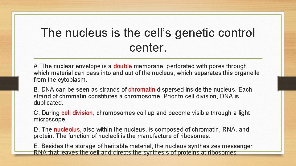 The nucleus is the cell’s genetic control center. A. The nuclear envelope is a