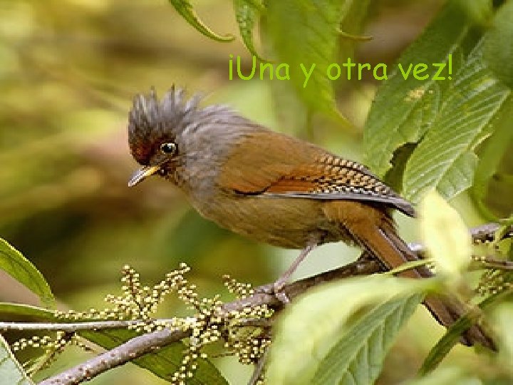 Una y¡Una otra yvez otra vez! 