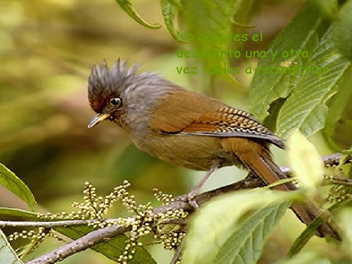 No aceptes el desaliento una y otra vez vuelve a reconstruir. 